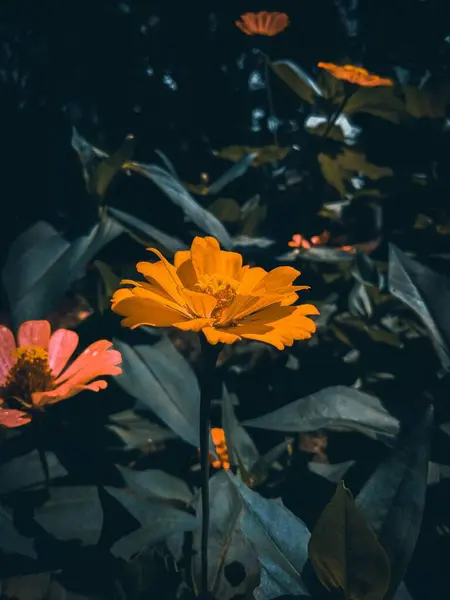 Çiçek açan ve güzel bir çiçeğin fotoğrafı.