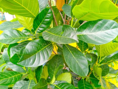 Artocarpus heterophyllus (Artocarpus heterophyllus) ya da Daun nangka (Endonezya) ağaçlarının yakın çekimi. Yapraklar parlak, açık damarlar, canlı bir doku ve sağlıklı büyüme var.