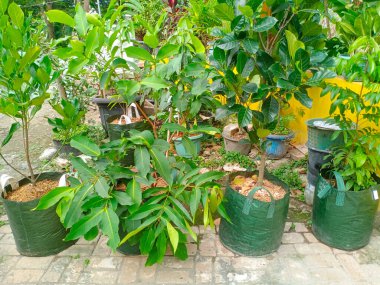 Artocarpus heterophyllus (Artocarpus heterophyllus) ya da Daun nangka (Endonezya) ağaçlarının yakın çekimi. Yapraklar parlak, açık damarlar, canlı bir doku ve sağlıklı büyüme var.