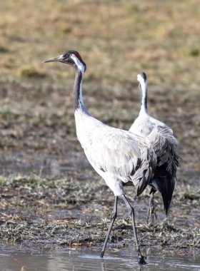 Crane sahada dinlen.