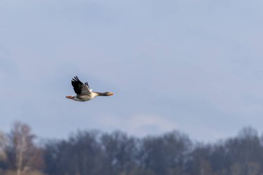 Gökyüzünde uçan bir ördek.