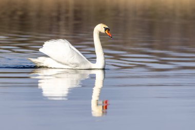 Gölde güzel beyaz kuğu