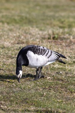Beyaz kaz çimlerin üzerinde