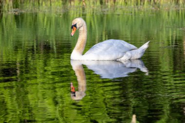 Parktaki gölde kuğu