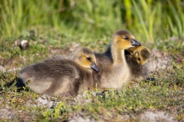 canada goose, branta canadensis, standing in a grass