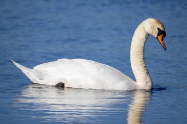 mute swan in a pond