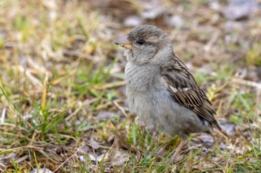 Küçük serçe (gezgin evcimen )