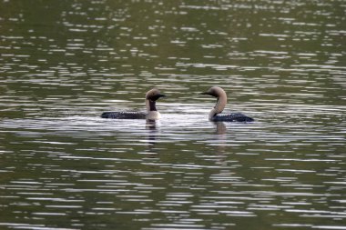 Gölde siyah boğazlı dalgıç.