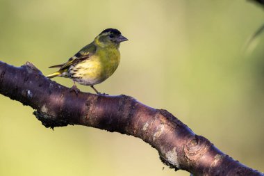 Bir kuşun yakın plan çekimi.