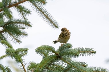 Meadow Pipit hata arıyor