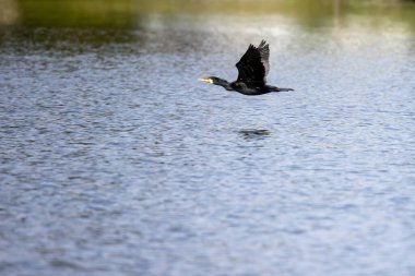 İsveç 'te su üzerinde uçan büyük karabatak.