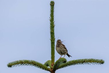 Böcekli Meadow Pipit