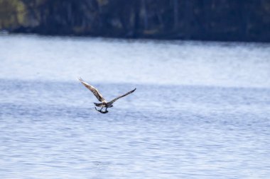 Balıklı balık, gölün üstünde.