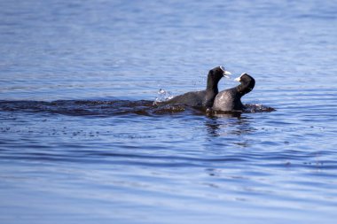 Avrasyalı Yaban Ördekleri eğlence için savaşıyor