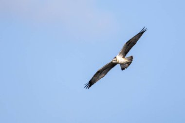 Mavi gökyüzünün altında uçan Osprey