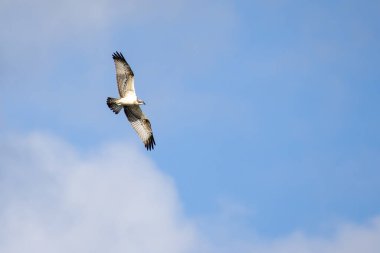 Mavi gökyüzünün altında uçan Osprey
