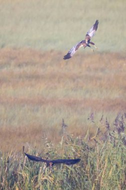 Bir kuşun yakın plan çekimi.