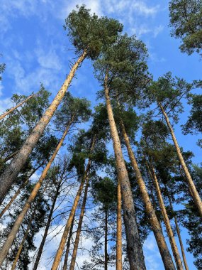 Mavi gökyüzü ve beyaz bulutlar arasında yeşil uzun çam ağaçları