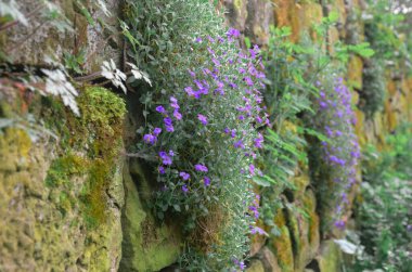 Güzel botanik fotoğrafı, doğal duvar kağıdı.