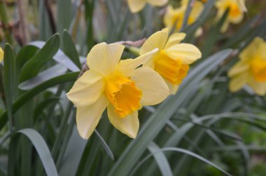 Sarı narsisli çiçek açtı