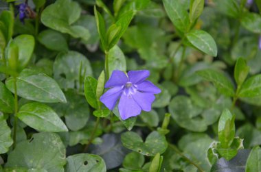 Bahçede mor çiçekler