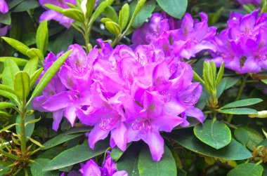 Çiçek açmış rhododendron çiçeklerini kapat