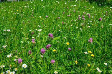 Yazın çayırdaki yabani çiçekler.