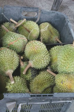 Tatlı kokusu ve dikenli derisi ile tanınan Malezya yerel klon durian türüdür, popüler ve ucuzdur, değişik boyutlarda, farklı kök uzunlukları ve deri renkleriyle mevcuttur..