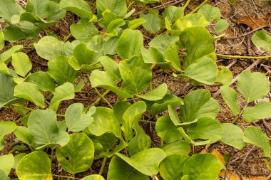 Pengkalan Balak Malezya 'da güzel bir sahilde, verimli tropikal bitki ve ağaçlarla çevrili açık mavi bir gökyüzünün altında dinlenmek ve doğanın güzelliğinden zevk almak için mükemmel bir an sunuyor..