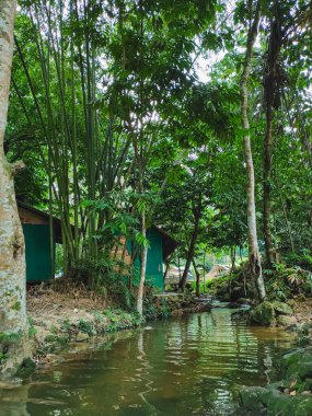 Güneşli bir günde Malezya 'nın huzurlu Kemensah kentinde yemyeşil yeşillikler ve bambularla çevrili doğal bir su akıntısı..