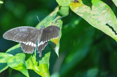 Renkli kanatları olan güzel bir kelebek canlı tropikal çevreyle çevrili bir bahçede sessizce dinlenir. Sahne, doğanın sükunetini yakalar..