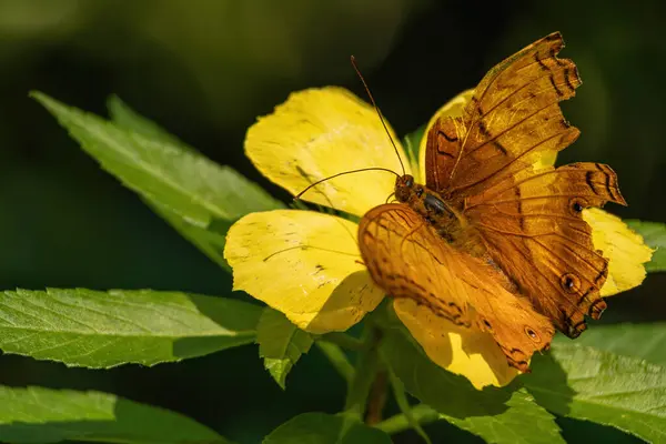 stock image A beautiful butterfly with colorful wings rests quietly in a garden surrounded by vibrant tropical environment. The scene captures the tranquility of nature.