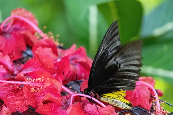 stock image In a calm and peaceful garden, a beautiful butterfly with colorful wings rests gently, capturing the serene essence of nature amidst a vibrant tropical environment.