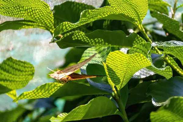 stock image In a calm and peaceful garden, a beautiful butterfly with colorful wings rests gently, capturing the serene essence of nature amidst a vibrant tropical environment.