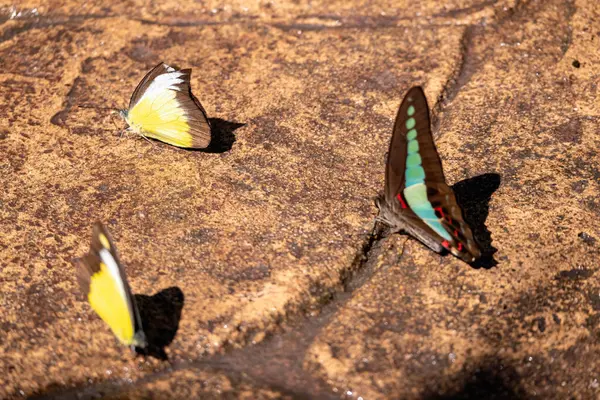 stock image In a calm and peaceful garden, a beautiful butterfly with colorful wings rests gently, capturing the serene essence of nature amidst a vibrant tropical environment.