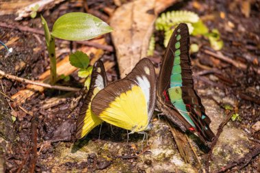 Huzurlu ve sakin bir bahçede canlı kanatları olan nefes kesici bir kelebek, canlı bir tropikal arka planda, doğanın barışçıl özünü kapsıyor..