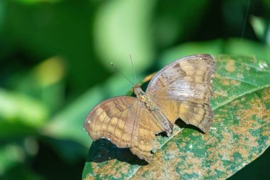 Huzurlu ve sakin bir bahçede canlı kanatları olan nefes kesici bir kelebek, canlı bir tropikal arka planda, doğanın barışçıl özünü kapsıyor..