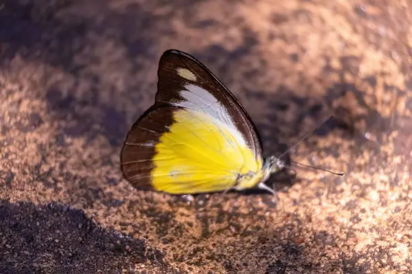 stock image In a serene and tranquil garden, a breathtaking butterfly with vivid wings gracefully settles, encapsulating the peaceful essence of nature amidst a vibrant tropical backdrop.