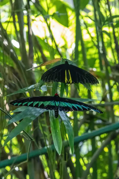 stock image A stunning butterfly with brightly colored wings gracefully lands in a peaceful and serene garden, capturing the beauty of nature against a vibrant tropical backdrop.