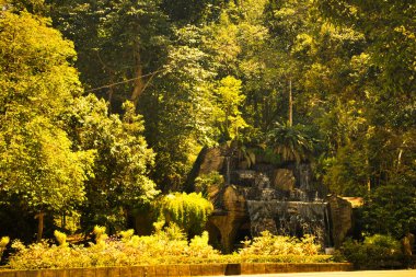 Altın güneş ışığı, tropikal bir yağmur ormanının yemyeşil gölgesinde çeşitli ağaç gövdelerini ve çalılıklara yuva yapmış canlı yeşil bitkileri aydınlatarak çağlar..