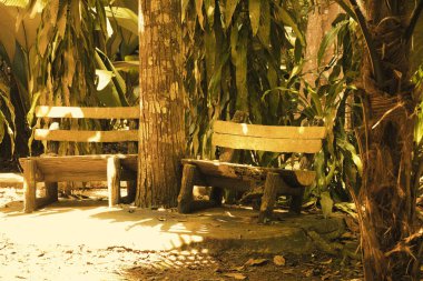 Düşen yapraklarla kaplı, huzurlu bir ormandaki uzun ağaçların arasında kırsal bir bank var. Huzurlu atmosfer, yansıma ve doğanın takdir edildiği anları davet eder..