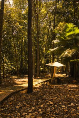 Düşen yapraklarla kaplı, huzurlu bir ormandaki uzun ağaçların arasında kırsal bir bank var. Huzurlu atmosfer, yansıma ve doğanın takdir edildiği anları davet eder..