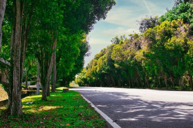 Köy yolu, açık mavi gökyüzünün altındaki ağaçlarla kaplı, Melaka, Malezya 'daki canlı bir arazide yavaşça uzanır ve sakin bir sürüş için mükemmel huzurlu bir atmosfer yaratır..