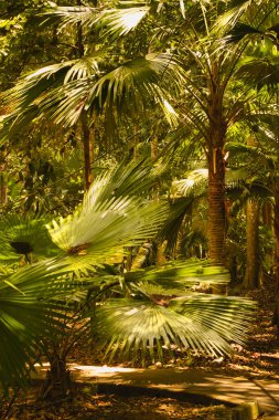 Livistona rotundifolia olarak bilinen süs bitkisi, Taman Rimba Ayer Keroh, Malezya 'daki orman gölgesinin altındaki büyük bir yelpaze gibi geniş, taze yeşil yapraklı bir palmiye türüdür..