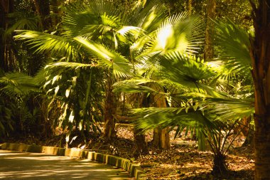 Livistona rotundifolia olarak bilinen süs bitkisi, Taman Rimba Ayer Keroh, Malezya 'daki orman gölgesinin altındaki büyük bir yelpaze gibi geniş, taze yeşil yapraklı bir palmiye türüdür..
