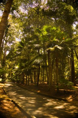 Livistona rotundifolia olarak bilinen süs bitkisi, Taman Rimba Ayer Keroh, Malezya 'daki orman gölgesinin altındaki büyük bir yelpaze gibi geniş, taze yeşil yapraklı bir palmiye türüdür..