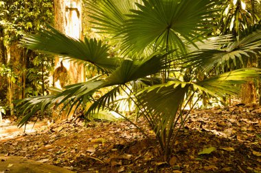 Livistona rotundifolia olarak bilinen süs bitkisi, Taman Rimba Ayer Keroh, Malezya 'daki orman gölgesinin altındaki büyük bir yelpaze gibi geniş, taze yeşil yapraklı bir palmiye türüdür..