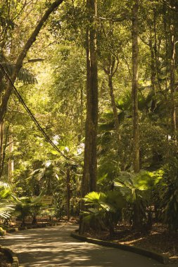 Taman Rimba Ayer Keroh, Melaka, Malezya 'daki rezerv orman bölgesinde yaşayan çeşitli ağaç veya bitkilerle dolu güzel ve canlı bir tropikal yağmur ormanı.. 