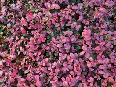Havadan bakıldığında canlı mor ve yeşil yapraklar ön plana çıkıyor. Loropetalum 'un çeşitli çalılıklarından bir tür. Oval şekilli yaprakları çarpıcı renklere sahiptir ve genellikle göz alıcı cazibeleri nedeniyle süsleme amaçlı olarak kullanılır..