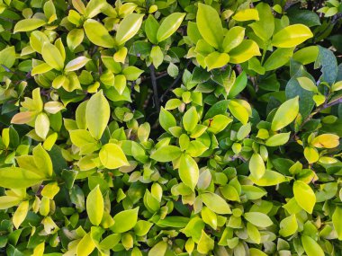 Yoğun kümelenmiş Ficus Altissima Blume bitkisinin yakın bir üst görüntüsünde oval şekilli yaprakları olan sağlıklı yeşil yapraklar, canlı bir büyüme göstermektedir..